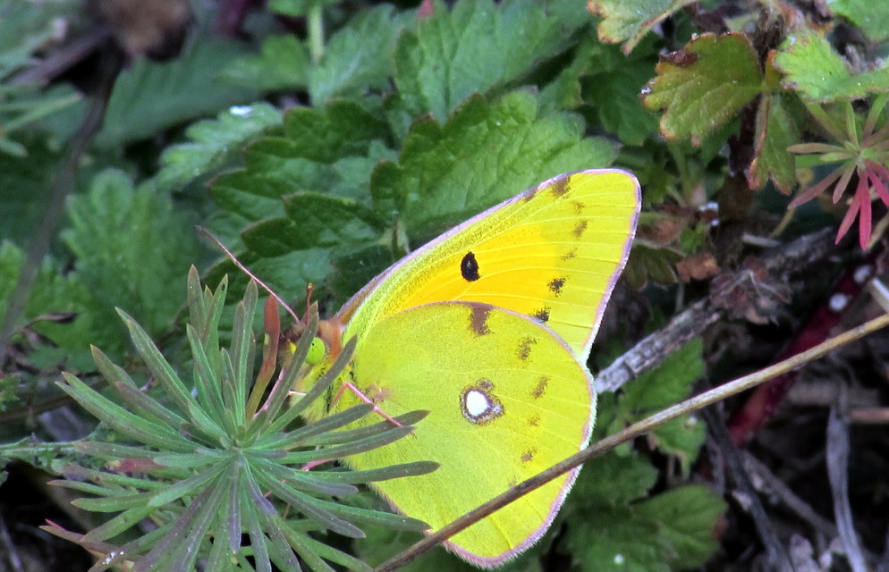 Colias croceus - sáfránylepke