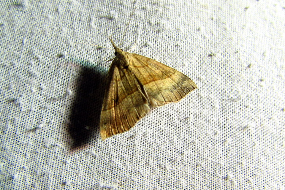 Hypena proboscidalis - ormányos karcsúbagoly