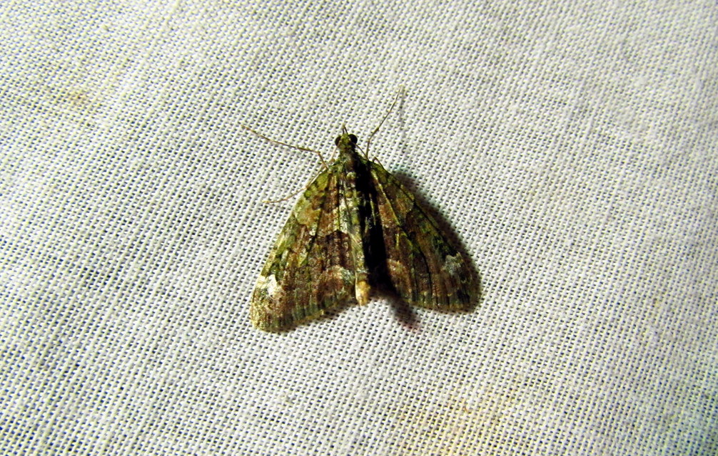 Chloroclysta siterata - salátazöld araszoló