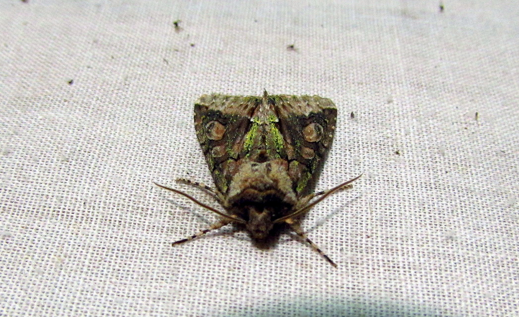 Allophyes oxyacanthae - galagonyabagoly