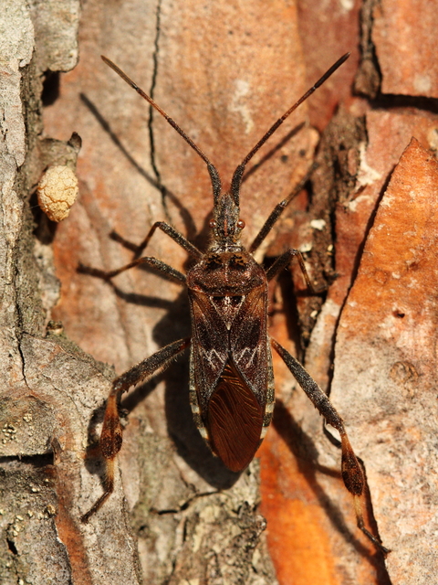 Leptoglossus occidentalis - nyugati levéllábú poloska Leptoglossus occidentalis - nyugati levéllábú poloska