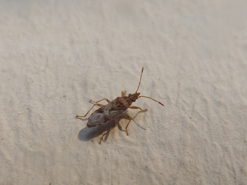 Belonochilus numenius - amerikai platánbodobács