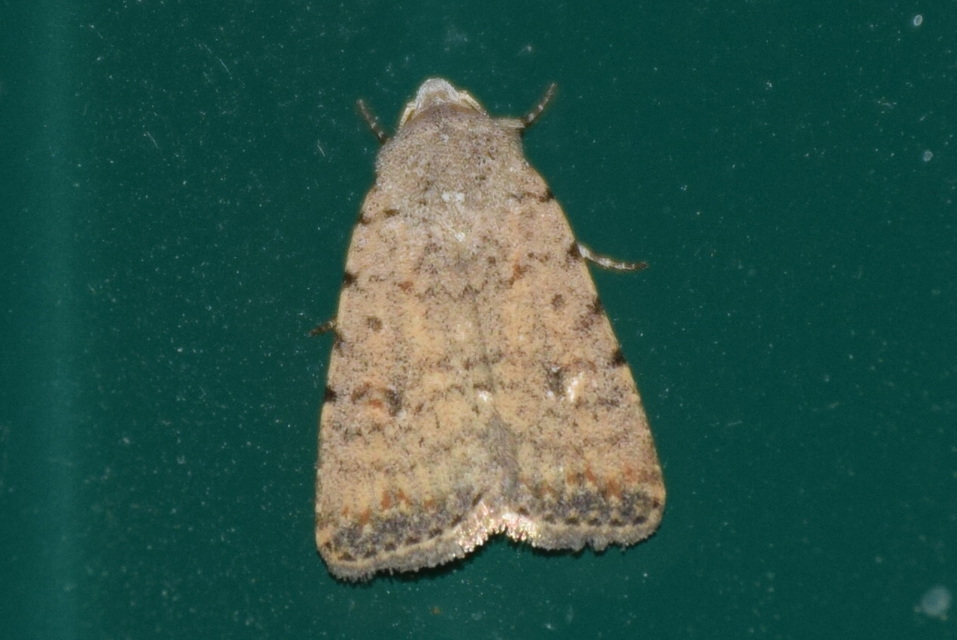 Paradrina clavipalpis - közönséges selymesbagoly