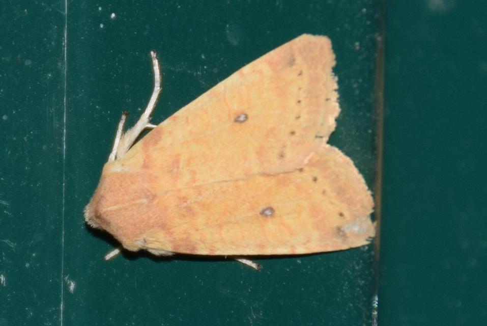 Cirrhia ocellaris - fakó sárgabagoly
