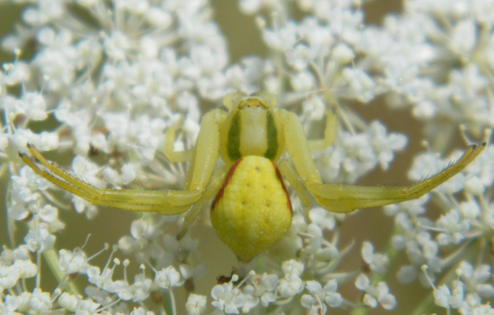 Misumena vatia - viráglakó karolópók