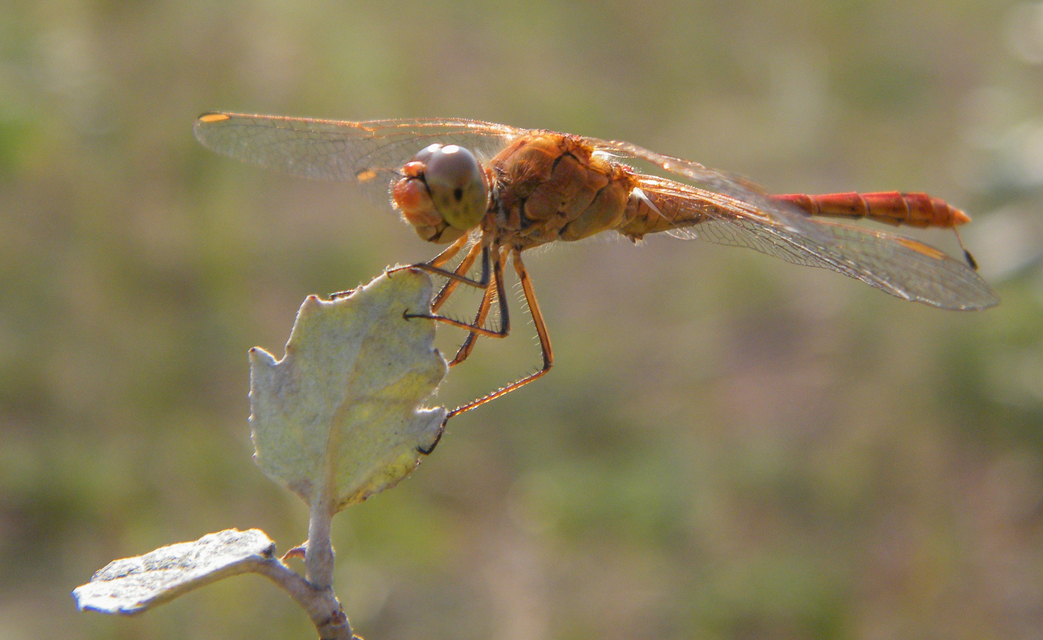 Sympetrum meridionale - fakó katona-szitakötő