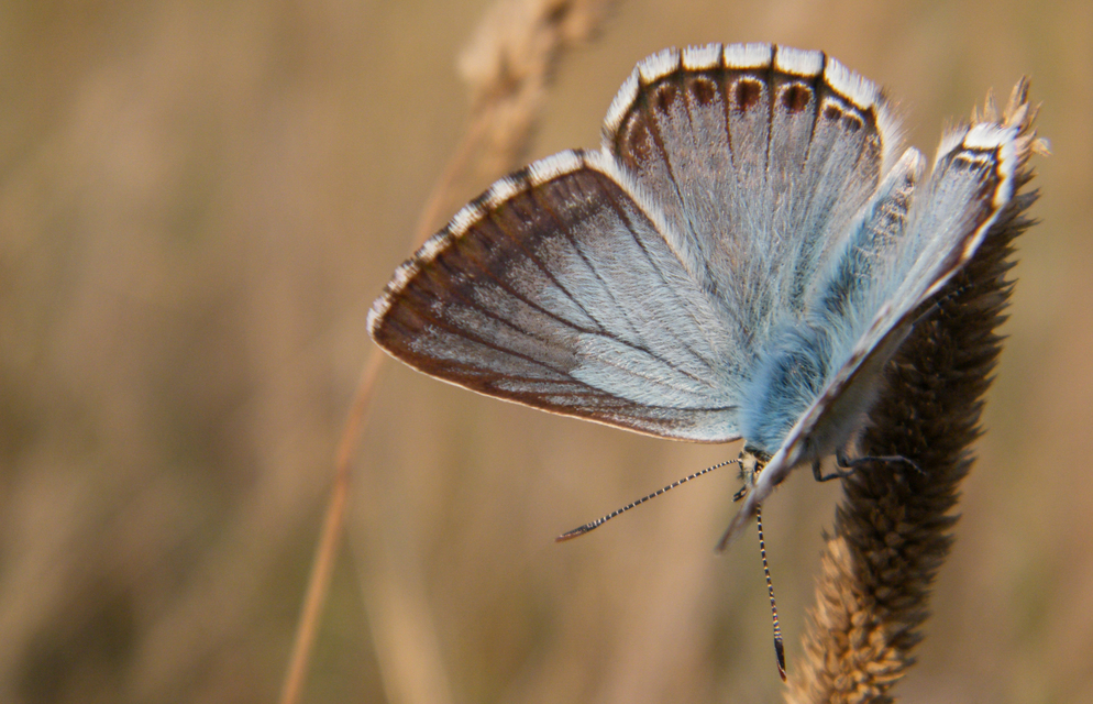 Polyommatus coridon - ezüstkék boglárka