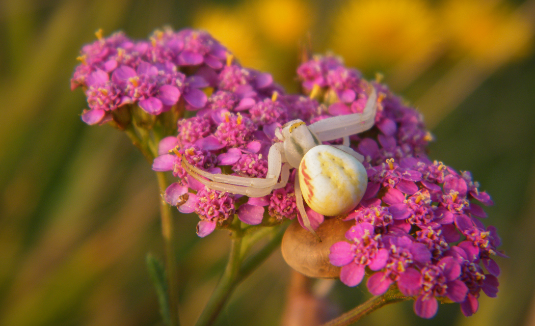 Misumena vatia - viráglakó karolópók