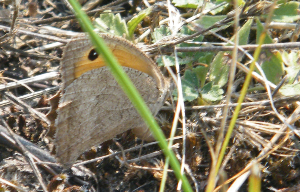 Hyponephele lupina - homoki ökörszemlepke