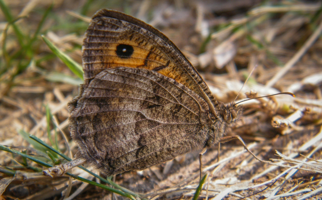 Arethusana arethusa - közönséges szemeslepke