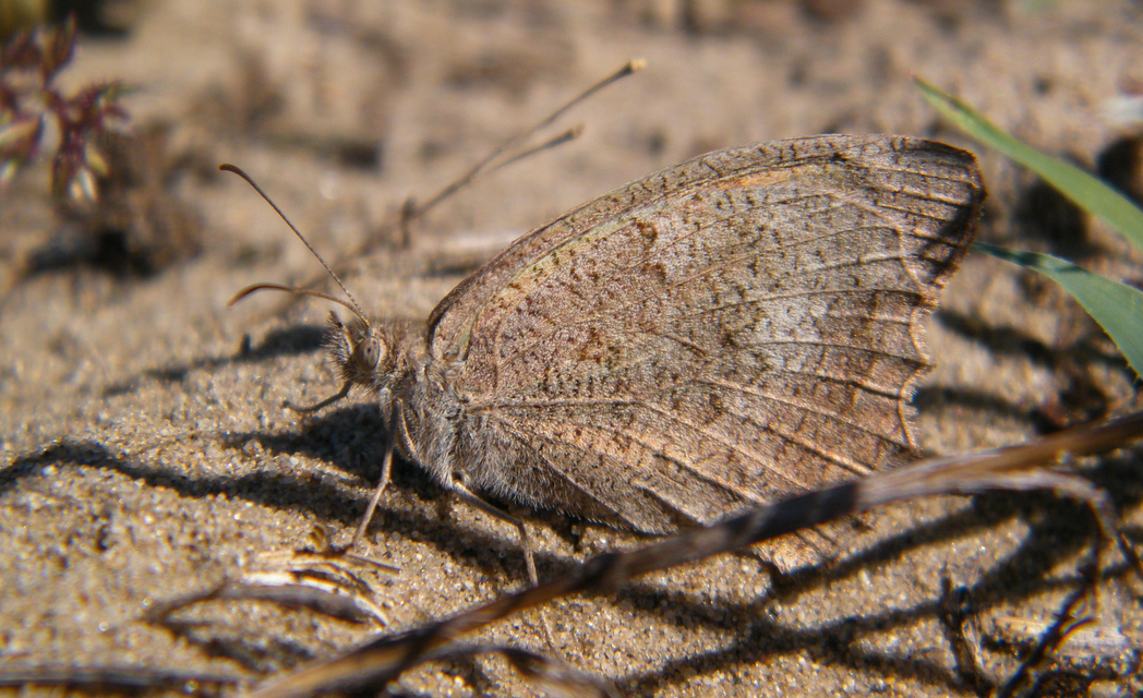 Hyponephele lupina - homoki ökörszemlepke
