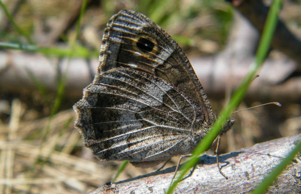Hipparchia statilinus - homoki szemeslepke