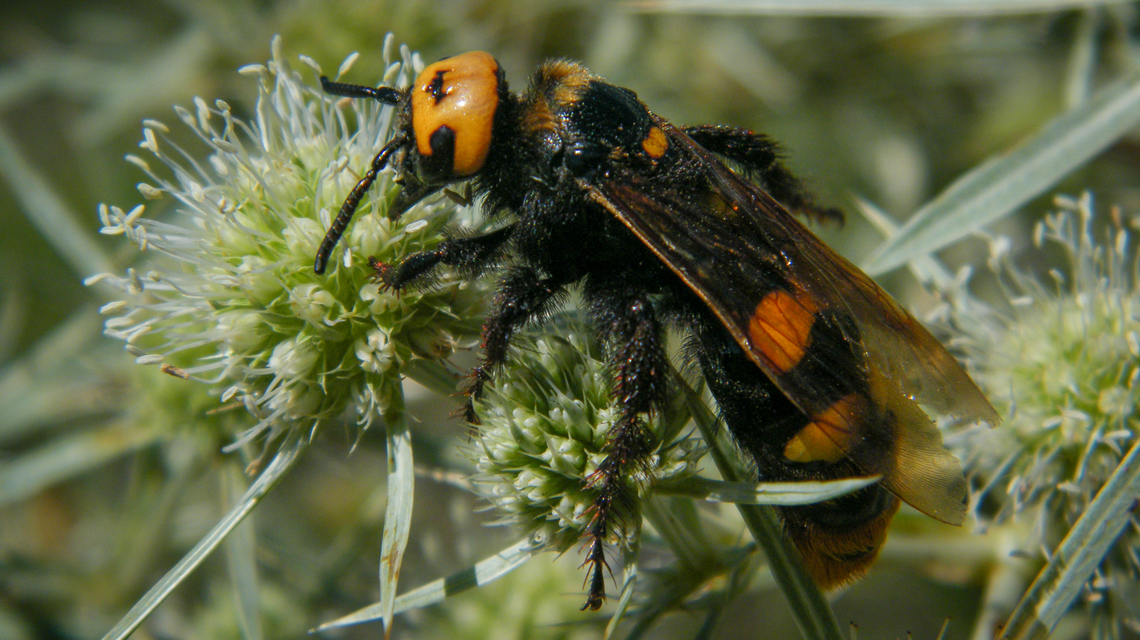 Megascolia maculata - óriás-tőrösdarázs