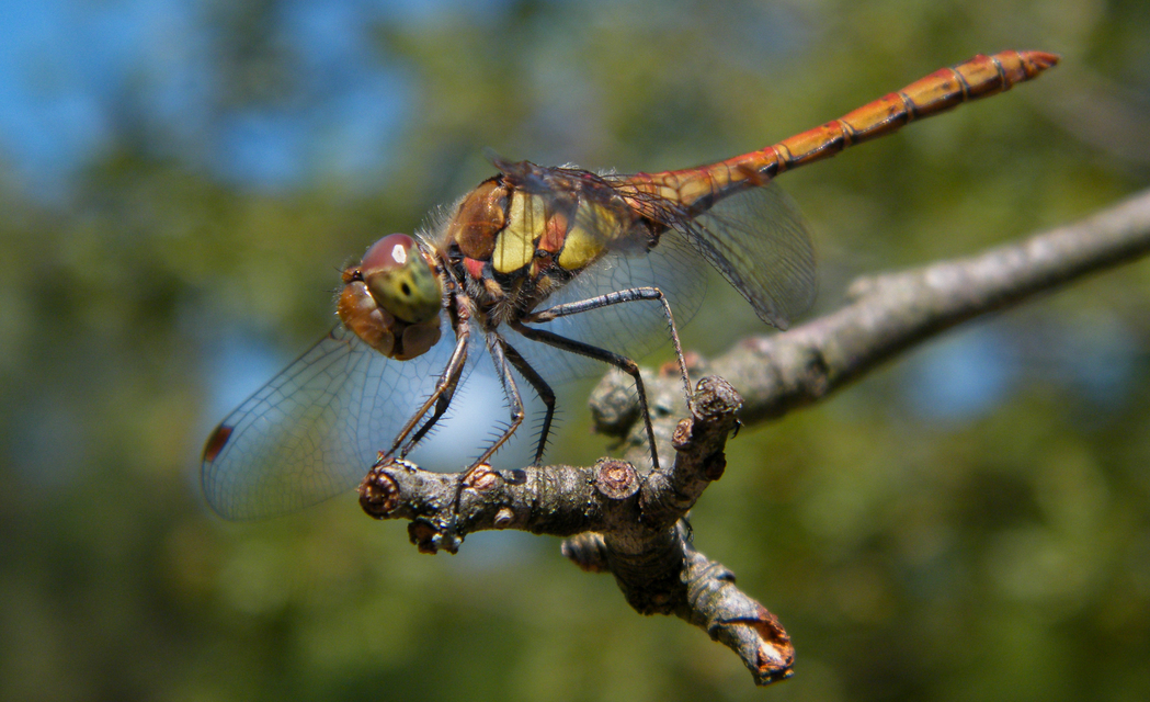 Sympetrum striolatum - harántsávos katona-szitakötő