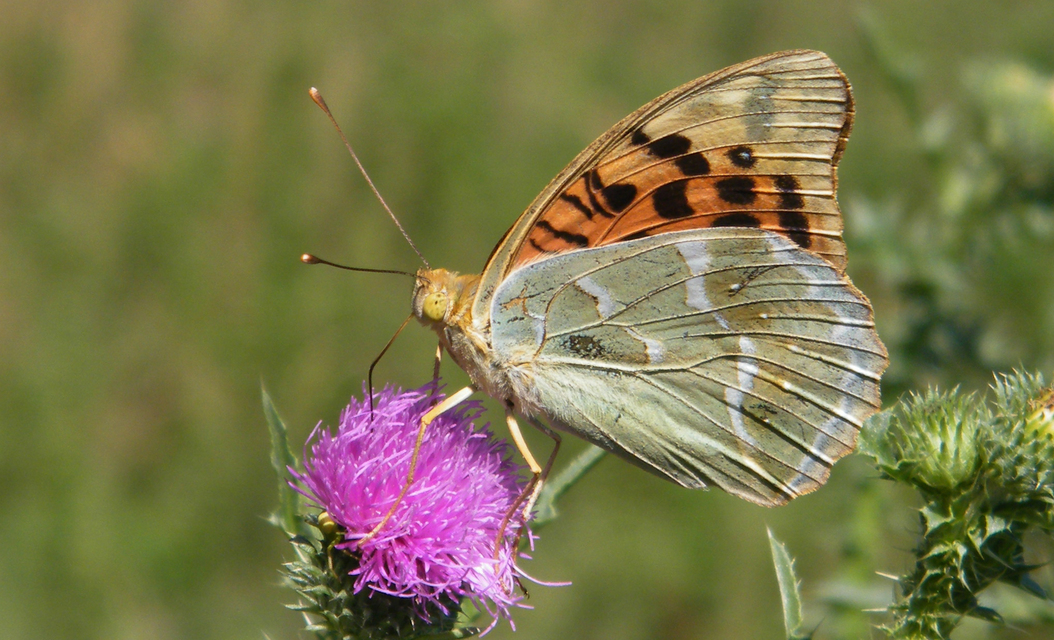 Argynnis pandora - zöldes gyöngyházlepke