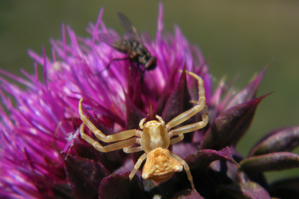 Thomisus onustus - fehér karolópók