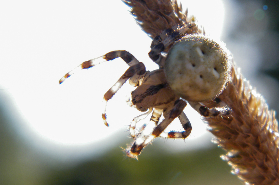 Araneus quadratus - négyes keresztespók