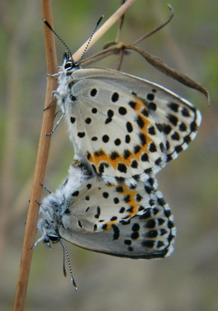 Scolitantides orion - szemes boglárka