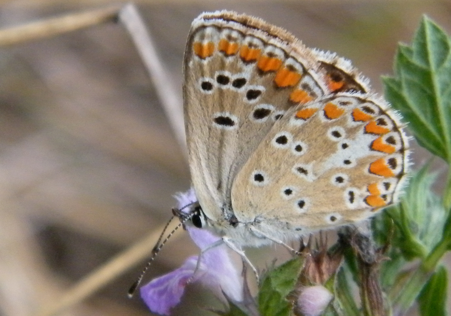 Aricia agestis - szerecsenboglárka