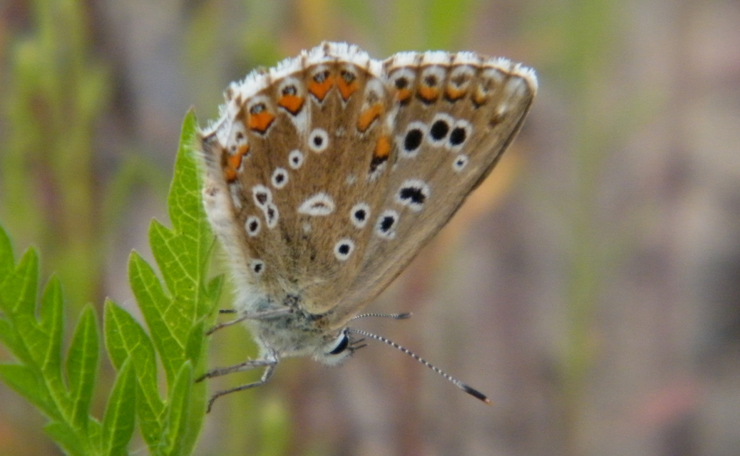 Polyommatus coridon - ezüstkék boglárka