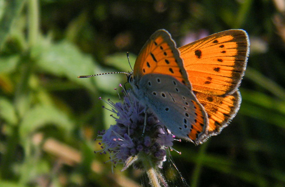 Lycaena dispar rutilus - nagy tűzlepke