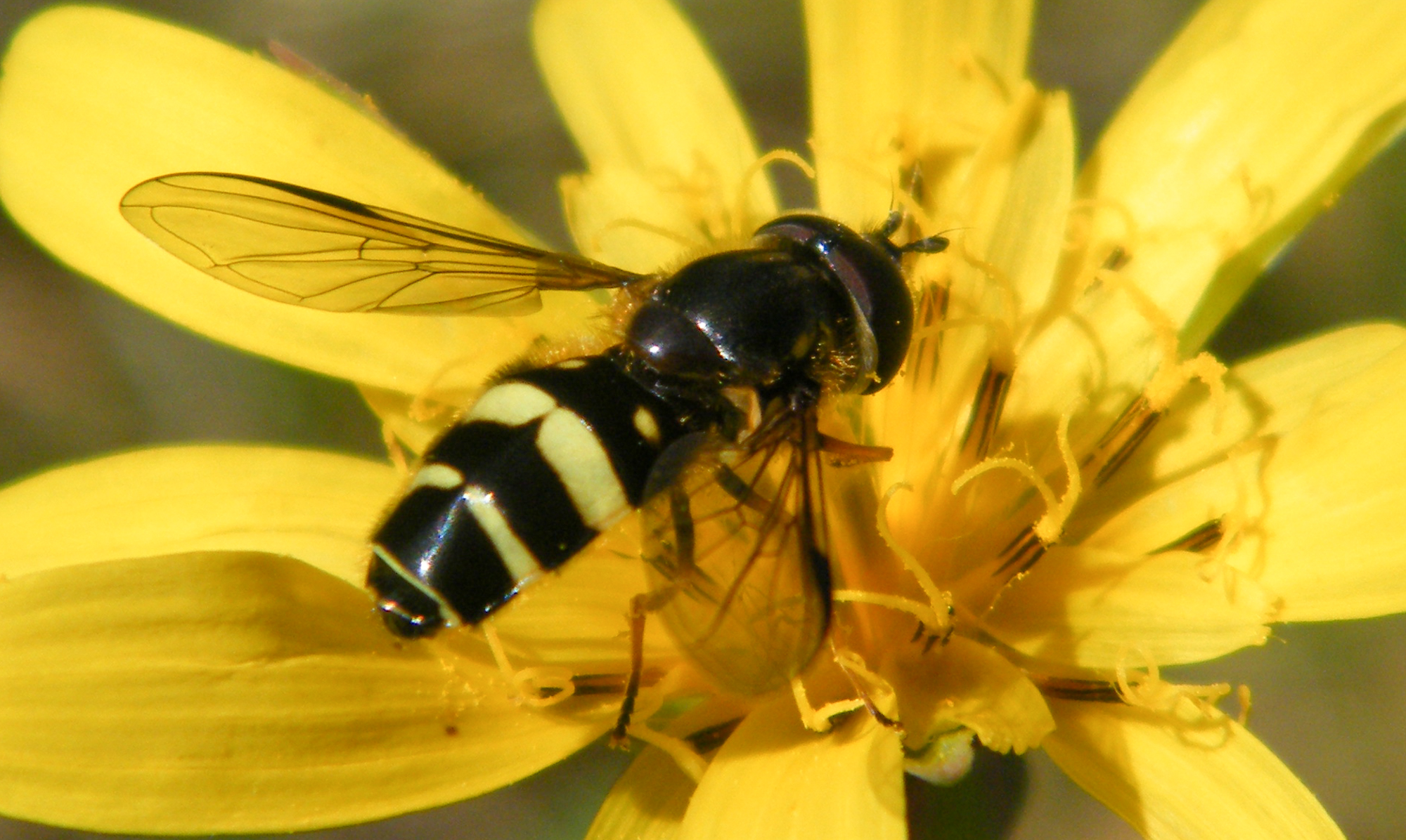 Dasysyrphus tricinctus - szélespántú erdeilégy