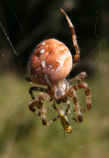 Araneus diadematus - koronás keresztespók