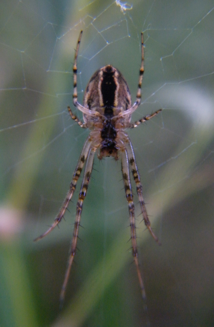 Metellina
