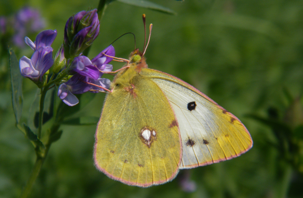 Colias hyale - kéneslepke