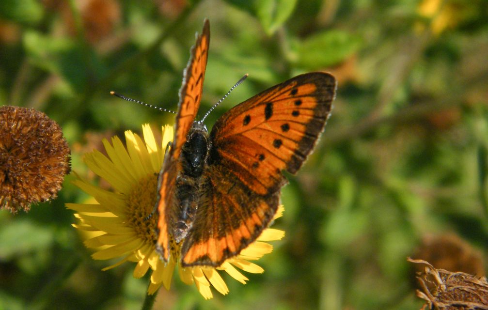 Lycaena dispar rutilus - nagy tűzlepke