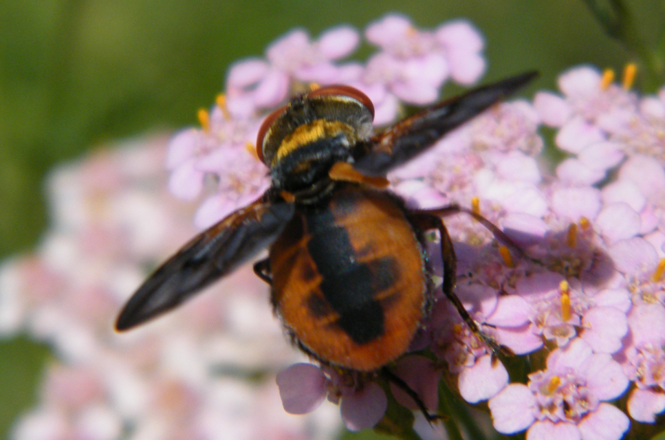 Phasiinae