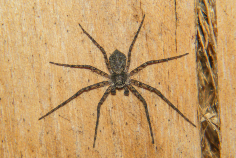 Philodromus margaritatus - bükkfa-fürgekarolópók