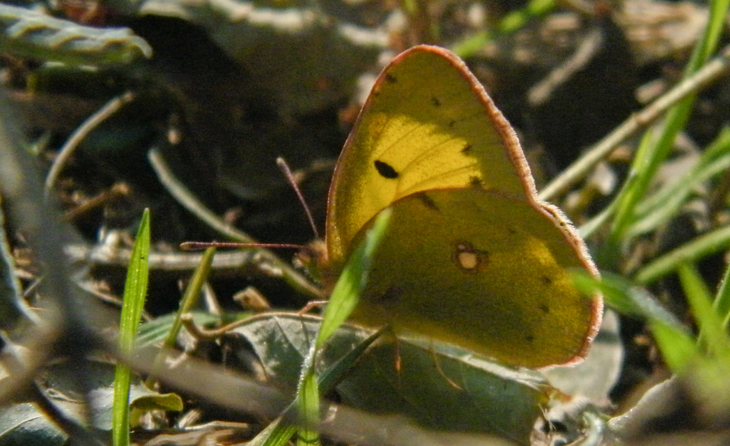 Colias erate - csángó-kéneslepke