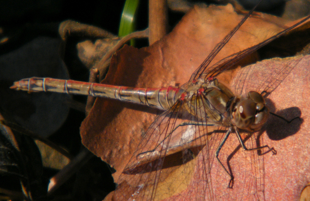Sympetrum striolatum - harántsávos katona-szitakötő