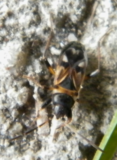 Raglius alboacuminatus - tarka díszesbodobács