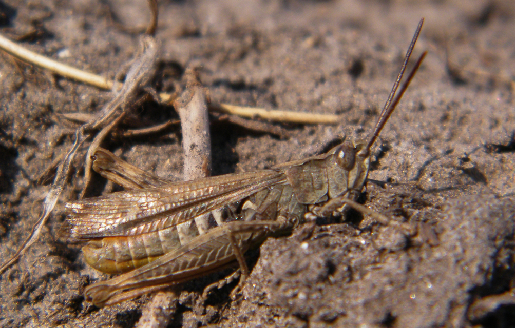 Chorthippus brunneus - közönséges tarlósáska