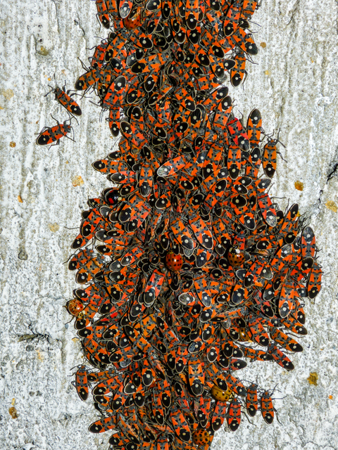Lygaeus equestris/simulans