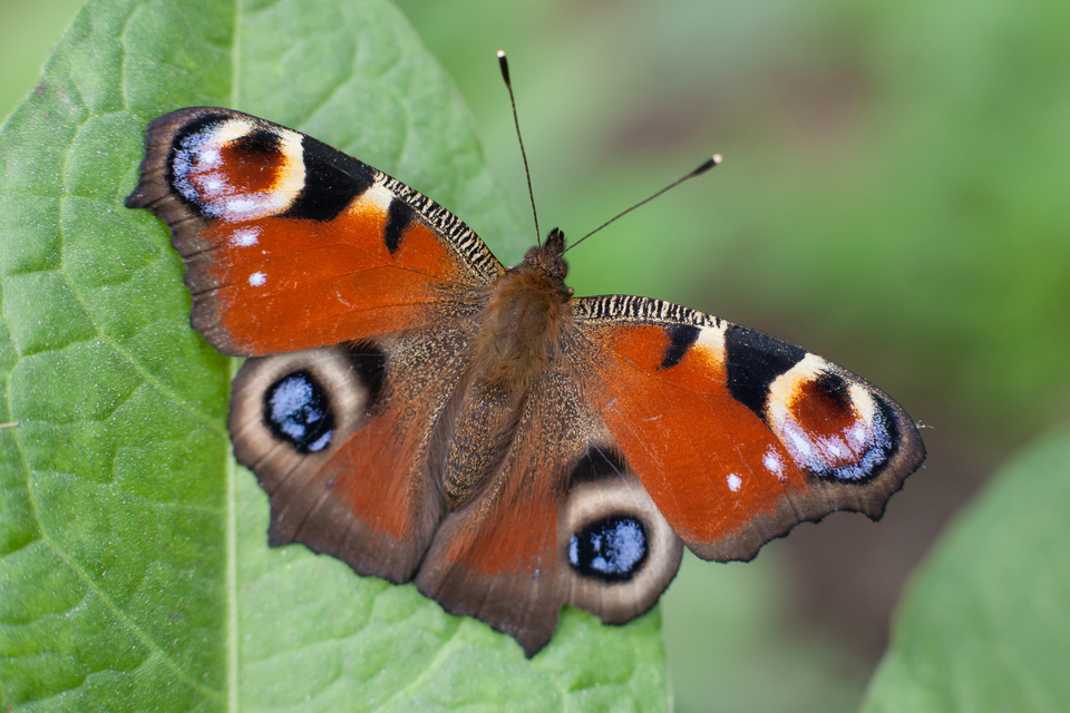Nymphalis io - nappali pávaszem