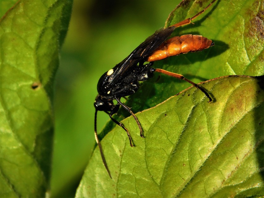Ichneumonidae - valódi fürkészdarazsak