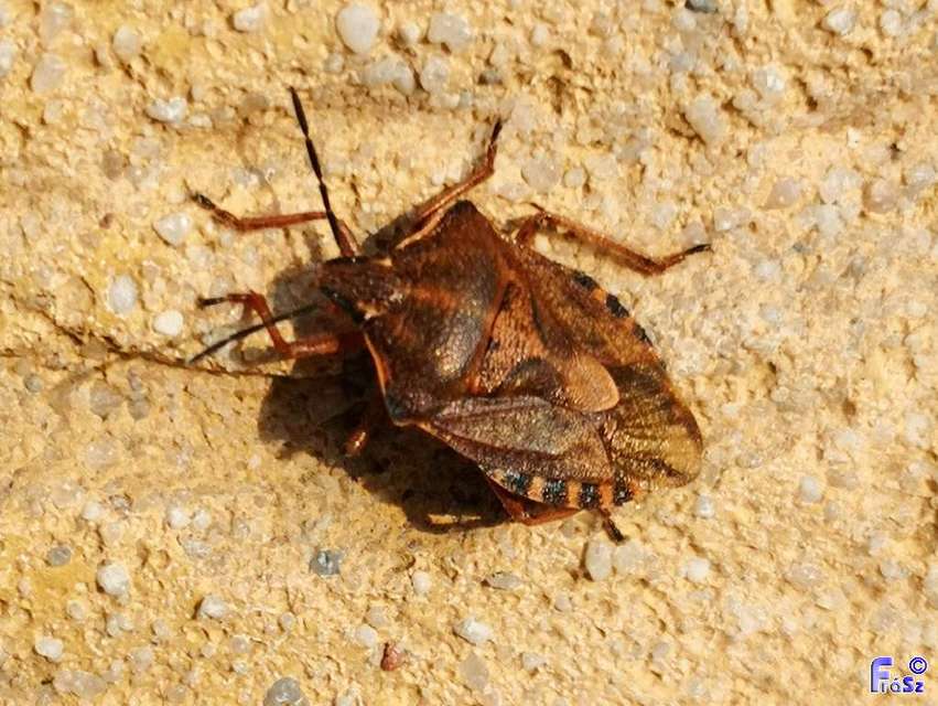 Carpocoris Carpocoris