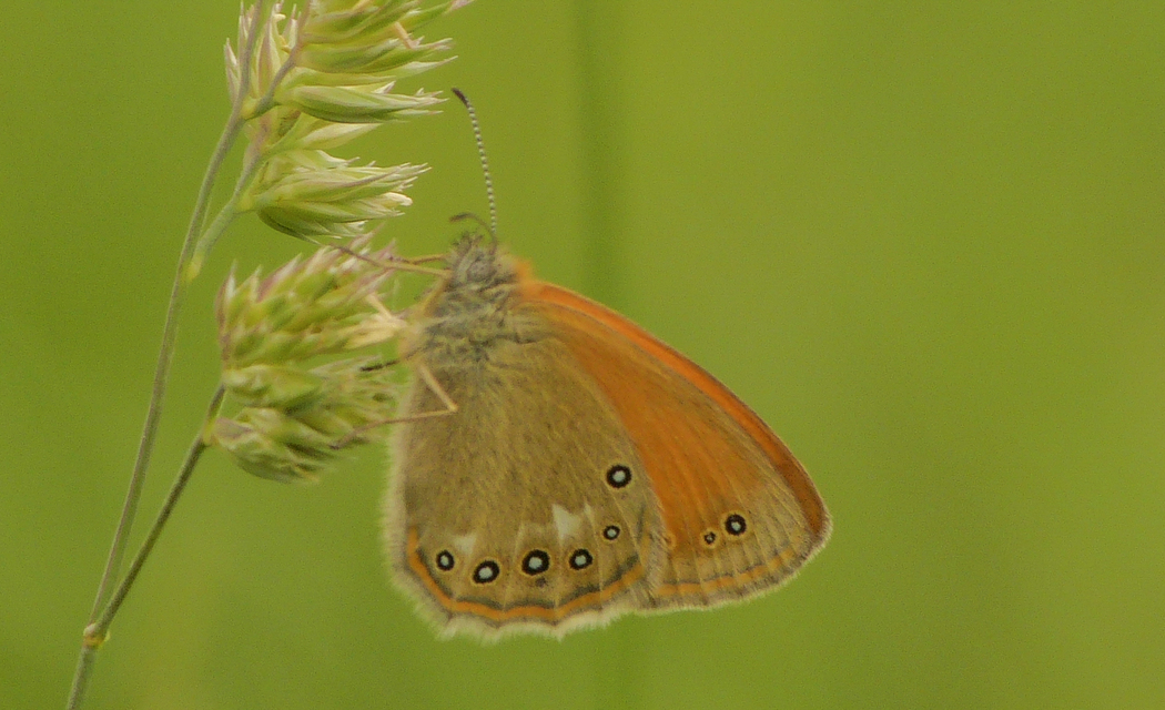 Coenonympha glycerion - közönséges szénalepke