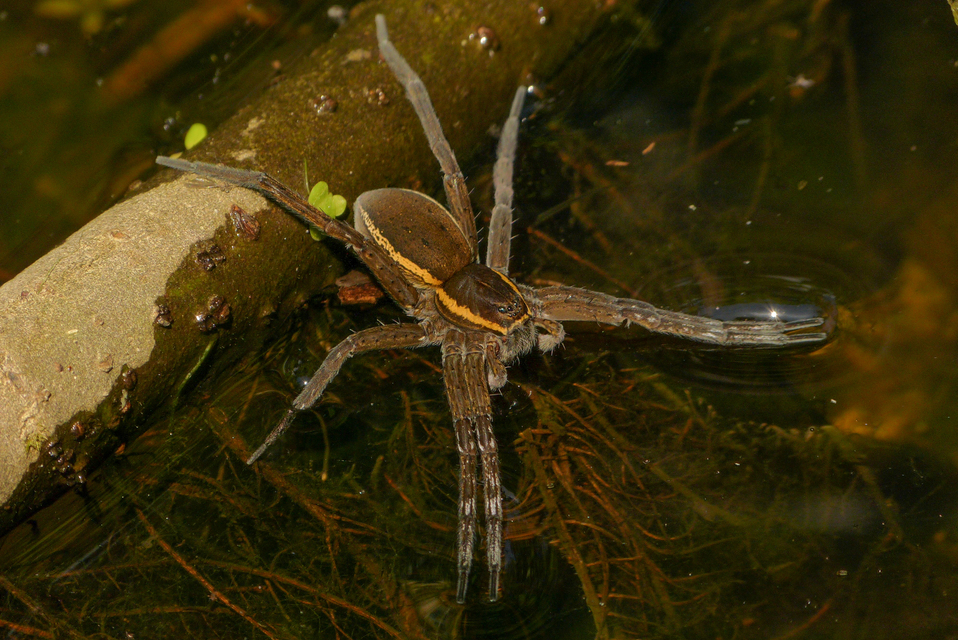 Dolomedes fimbriatus - szegélyes vidrapók