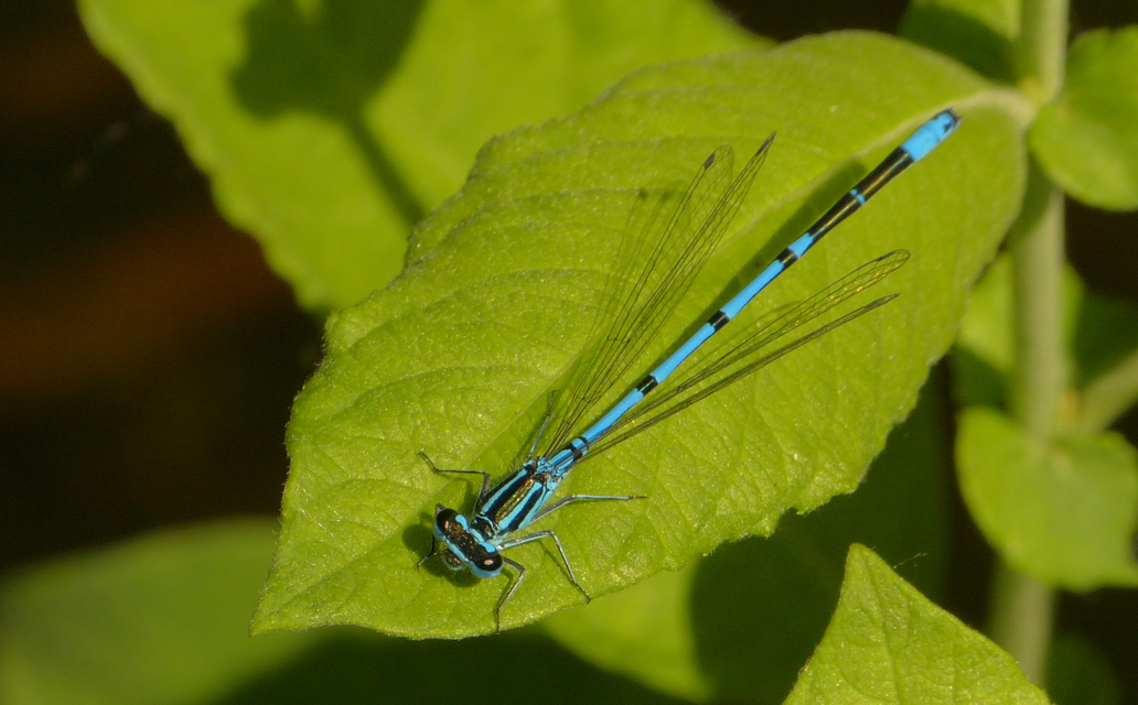 Coenagrion puella - azúrkék légivadász