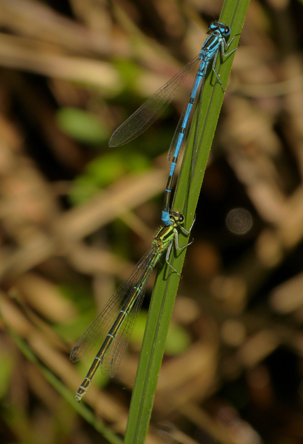 Coenagrion puella - azúrkék légivadász
