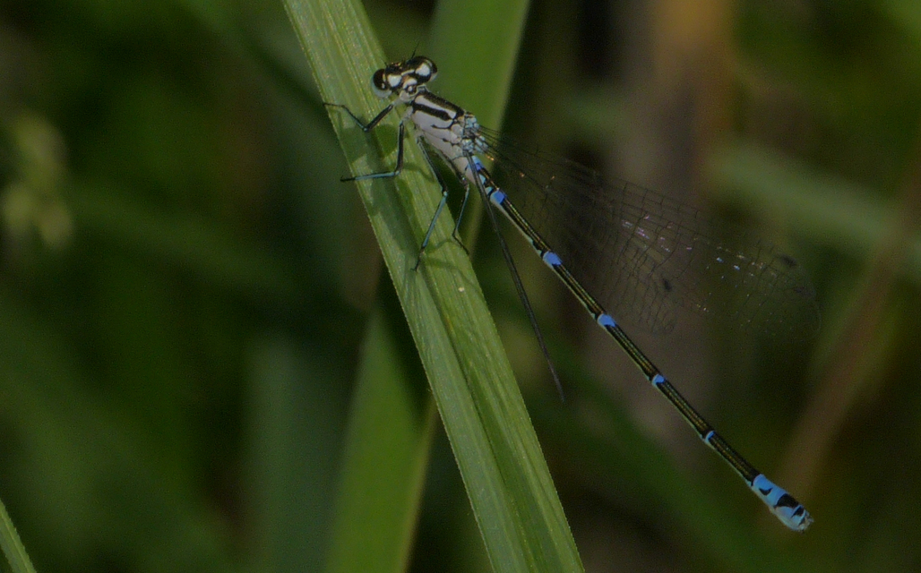 Coenagrion pulchellum - karcsú légivadász