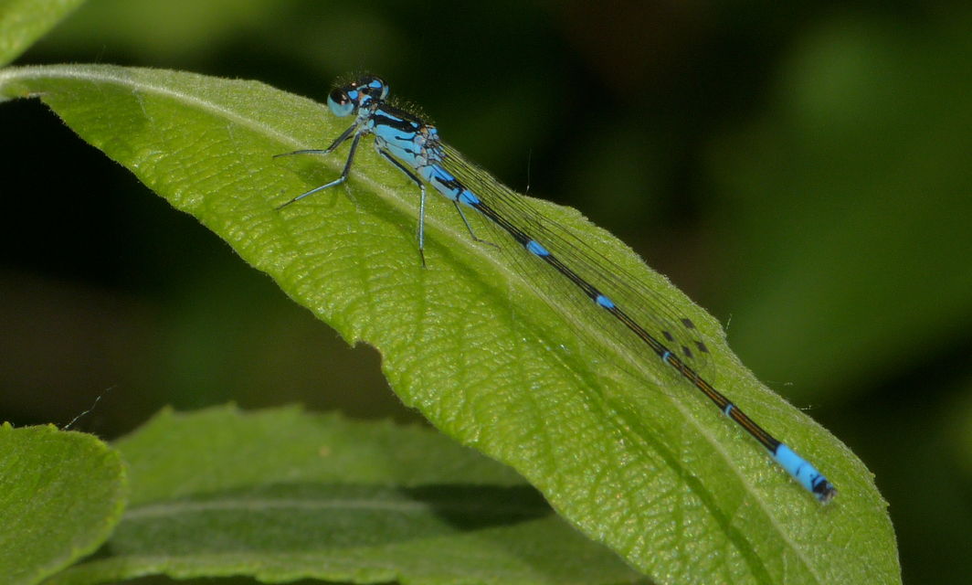 Coenagrion pulchellum - karcsú légivadász