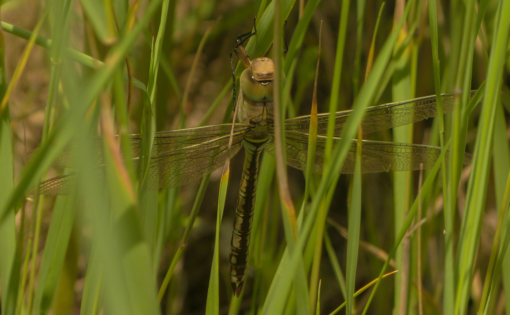 Anax imperator - zöld óriásacsa