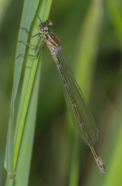 Coenagrion pulchellum - karcsú légivadász