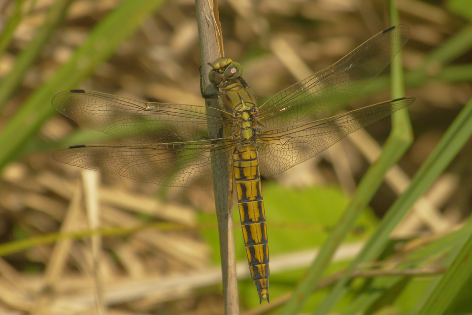 Orthetrum cancellatum - feketefarkú pásztorszitakötő