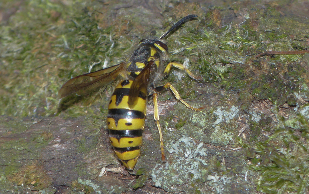 Vespula germanica - német darázs